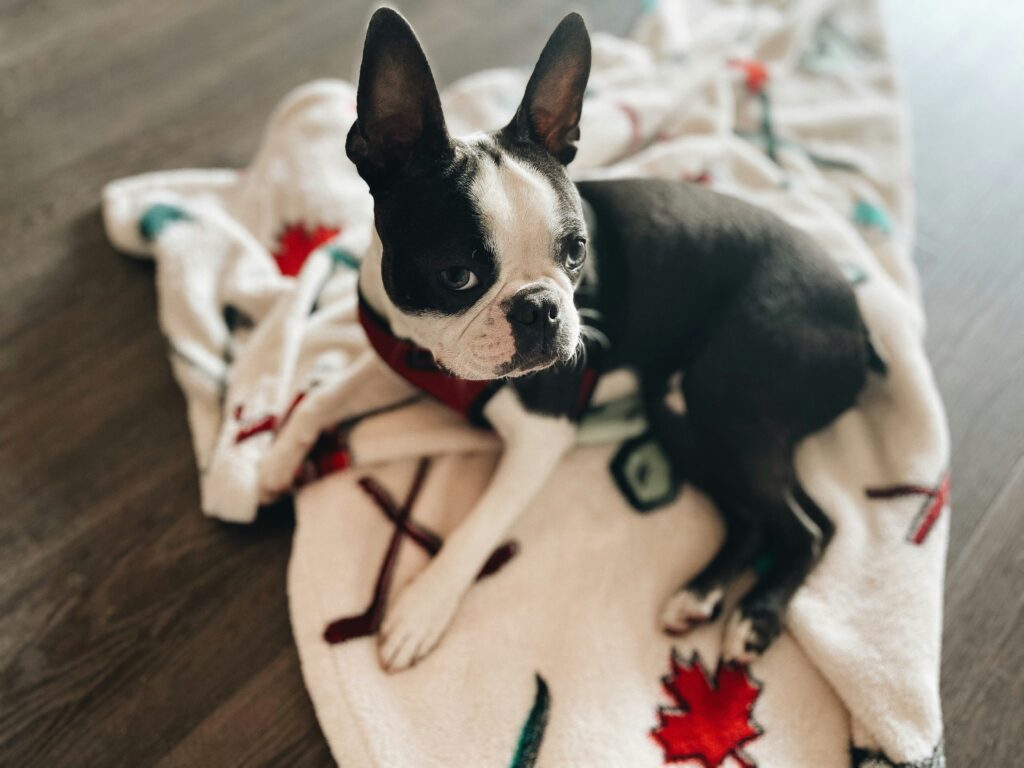 best pet supplies Canada 2026